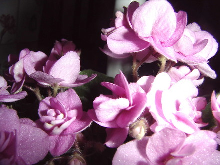 african violet blooms (Saintpaulia ionantha)