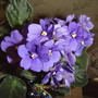 Violet_violet