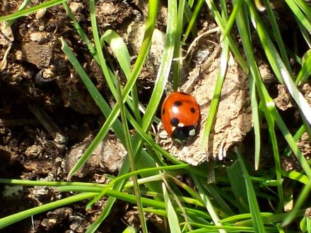 BIG LADY BIRD :D