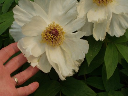 white tree peony, Lingering Garden, Suzhou
