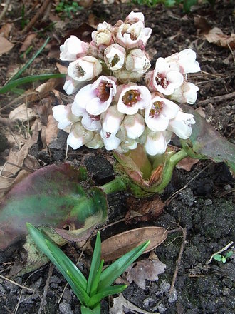 Bergenia ciliata (Bergenia ciliata)