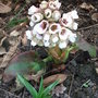 Bergenia_ciliata
