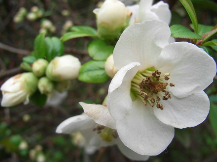 Chaenomeles_speciosa__Nivalis_.jpg (Chaenomeles japonica)