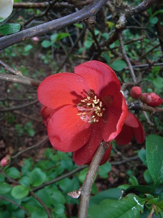 Chaenomeles_superba__Cardinalis_.jpg (Chaenomeles japonica)