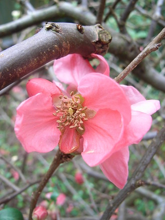 Chaenomeles_x_superba__Pink_Lady_.jpg (Chaenomeles japonica)