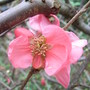 Chaenomeles_x_superba__pink_lady_
