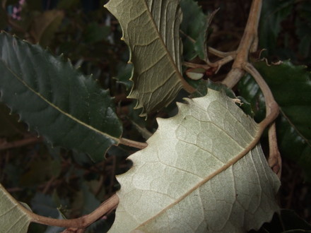 Back of leaf of unknown shrub