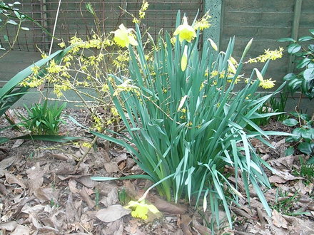Forsythia 'Gold Tide' (Forsythia 'Gold Tide')