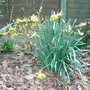 Forsythia__gold_tide_
