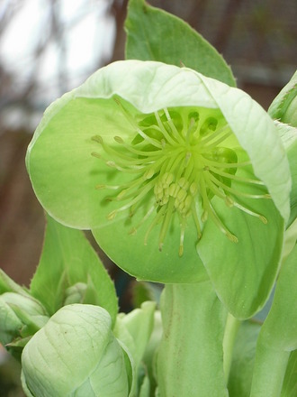 Helleborus argutifolius (Helleborus argutifolius)