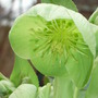 Helleborus_argutifolius