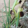 Hermodactylus_tuberosus