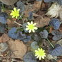 Ranunculus ficaria
