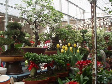 Plant and flower market, Suzhou