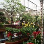 Plant_market