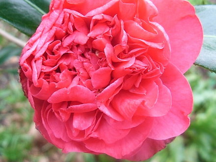 Camellia japonica 'Adolphe Audusson' (Camellia japonica 'Adolphe Audusson')