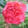 Camellia japonica 'Adolphe Audusson' (Camellia japonica 'Adolphe Audusson')