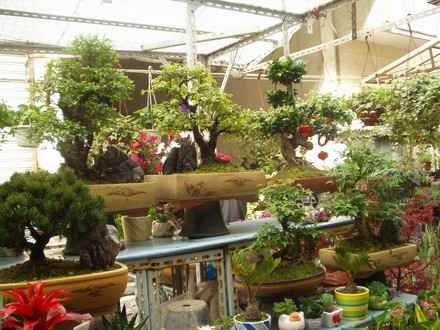 Plant and flower market again