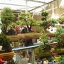 Plant_market_2
