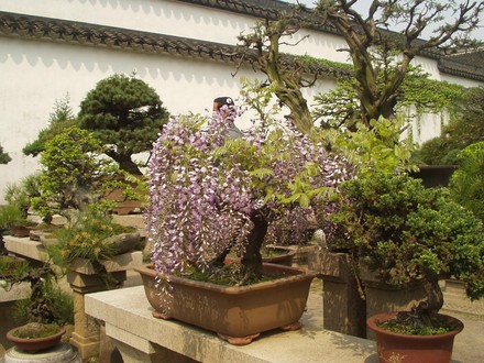 wisteria bonsai (and others) Suzhou