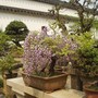 Garden_5