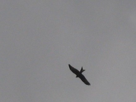 Kite 2