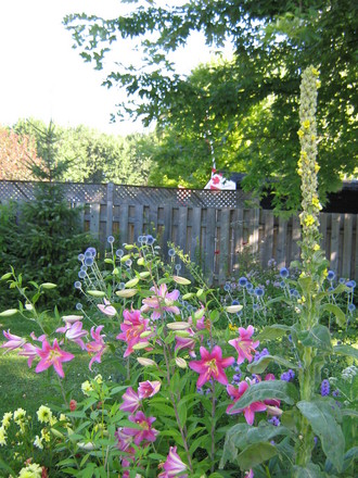 Mullein, echinops, Asiatic Lilies,dwarf dahlia, liatris.