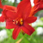 Lucifer, Scarlet Crocosmia