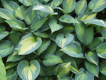 hosta June