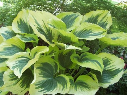 hosta Liberty