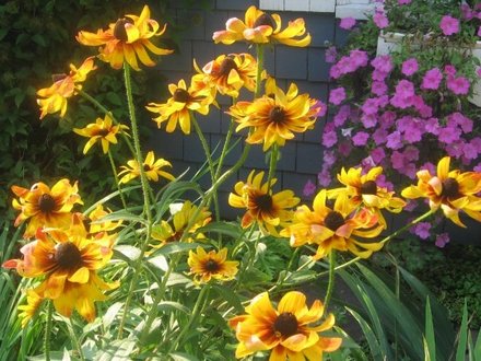 Blackeyed Susan (Rudbeckia fulgida (Black-eyed Susan))
