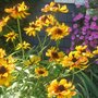 Rudbeckia fulgida (Black-eyed Susan)