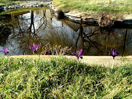 Iris reticulata (Iris reticulata (Iris))