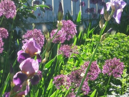 iris and allium (Allium aflatunense)