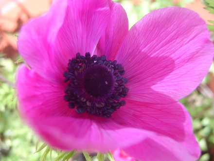 Anenome