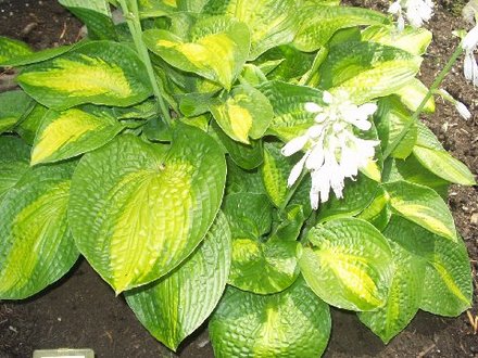 hosta Paradigm