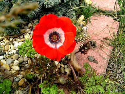 Anemone de caen (Anemone de Caen)