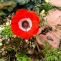 Anemone de caen (Anemone de Caen)