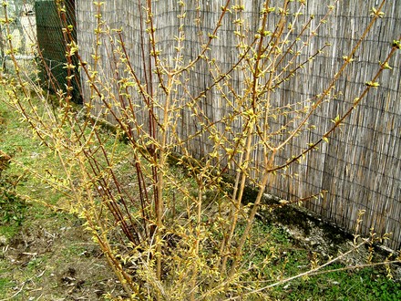 Forsythia 7th March 2008 (Forsythia Intermedia)