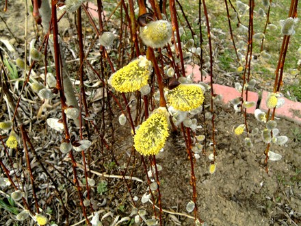 Salyx Caprea (Salix)