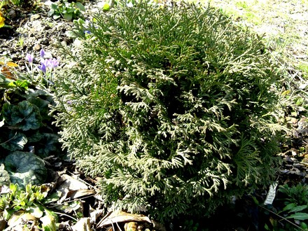Is it a Thuja O Hetz midget? (Thuja occidentalis (White cedar))