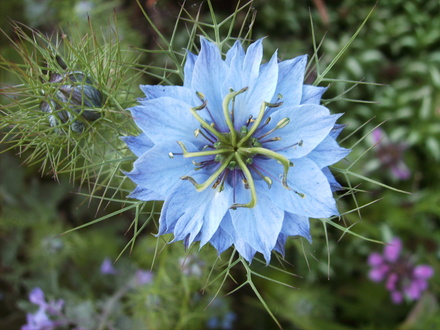 Nigella (Nigella damascena (Love-in-a-mist))