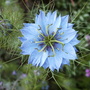 Nigella damascena (Love-in-a-mist)