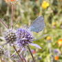 Eryngium planum (Sea Holly)
