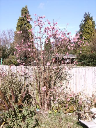 Viburnum x bodnantense (Viburnum x bodnantense (Viburnum))