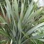 New_york__florida_etc_160