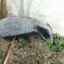 Badger