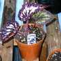 Greenhouse_early_2008_+_baby_002
