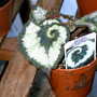 Greenhouse_early_2008_+_baby_003