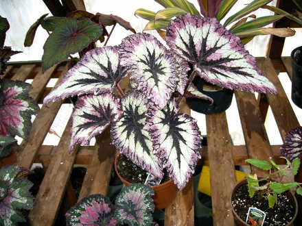 Fireworks (Begonia)
